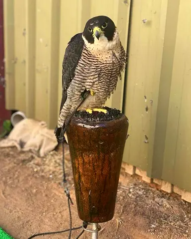 FALCON BIRDS