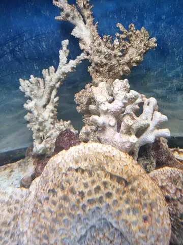 Aquarium saltwater live rocks