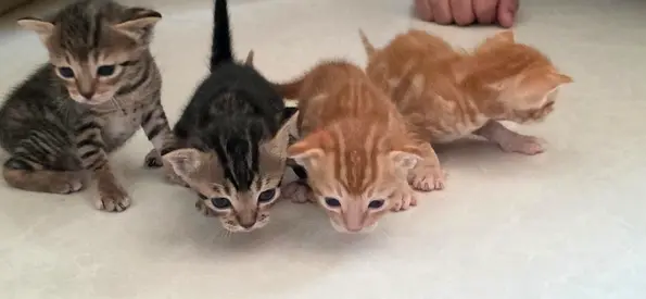 3 young kittens — mixed colors, healthy and playful for free adoption