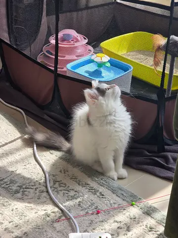 Adorable Persian Chánchilla kitten male 75 Days