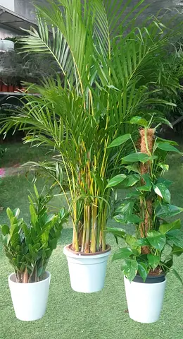 Set of 3 Indoor Potted Plants (Areca Palm, ZZ Plant, Money Plant) - Healthy & Ready