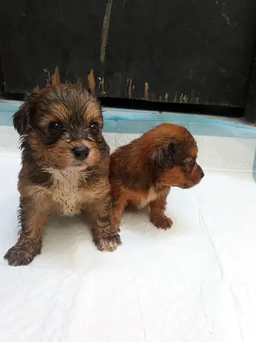 Two small mixed-breed puppies — approx. 6 weeks old, friendly