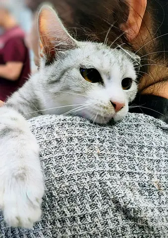 Young Affectionate Female Cat for Free Adoption – Vaccinated, Neutered & Microchipped