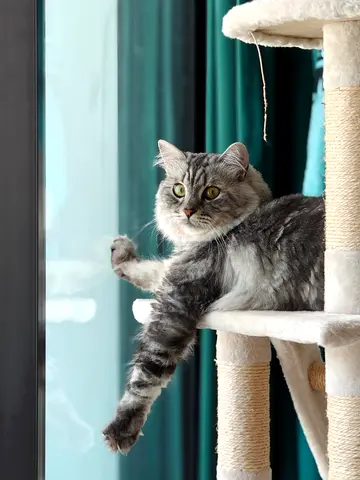 Misu — Handsome Siberian Tabby, Neutered and Vaccinated