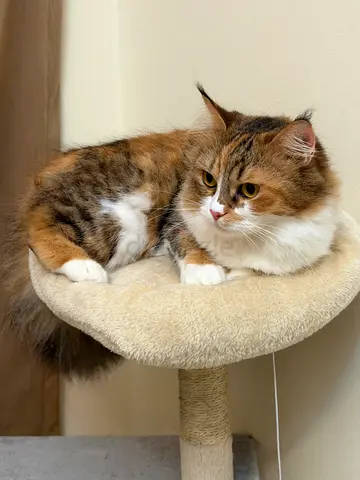 Free adoption