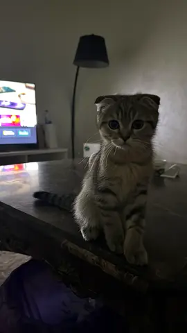 2-month-old Scottish Fold kitten - playful and friendly for adoption