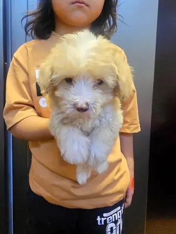 Toy Maltipoo