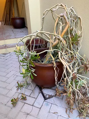 Big plant pots