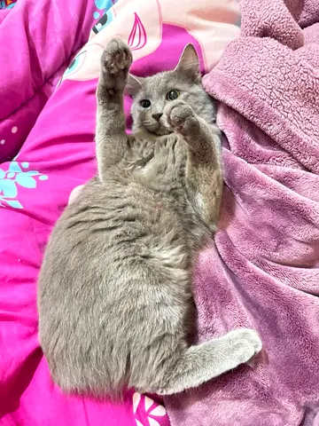 SHORTHAIR CAT / NEBELUNG CAT