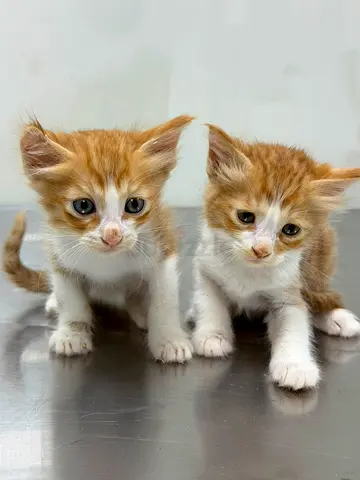 🐱 Two Sweet Ginger Fluffy Kittens Looking for Loving Homes 🧡