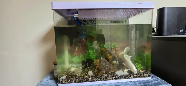 Complete Aquarium Setup with Fish – AED 250