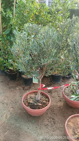 Potted Olive Tree (Small) — Healthy Mediterranean Indoor/Outdoor Plant