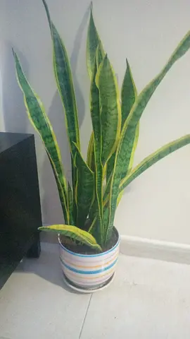 Large healthy Snake Plant (Sansevieria) in decorative pot