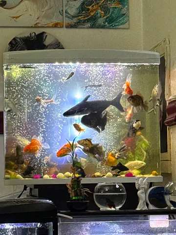 Because travel. Large collection of fish more than 50 and full equipment filters and lighters