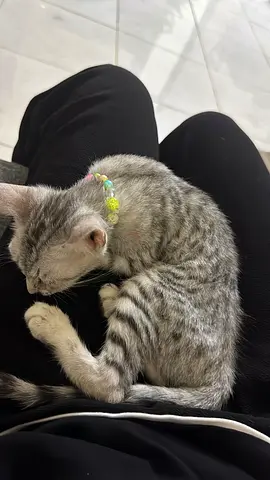 Kitten free adoption