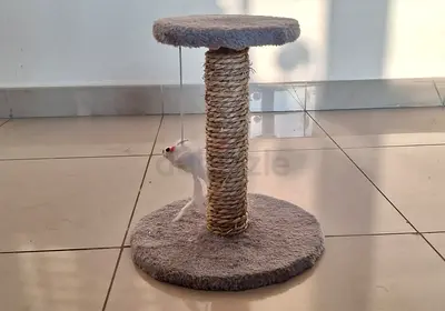 Cat Scratcher and Cat Bed For sale