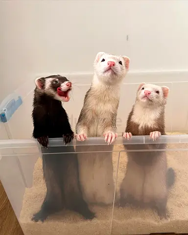 loving ferrets and weasels
