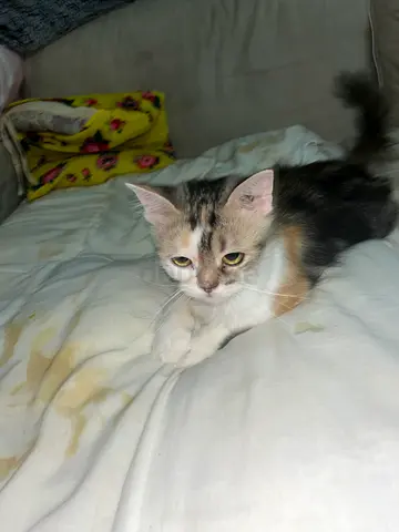 Pregnant cat for free adoption