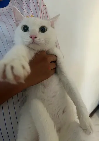 Casper— khao maneesx british shorthair male 7 months