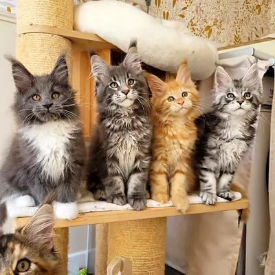 Maine $%&! Kittens