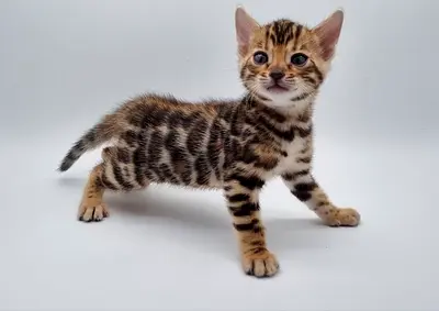 Bengal Kittens