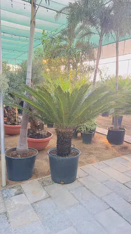 Sago Palm (Cycas revoluta) in 40cm Pot - Healthy Indoor/Outdoor Plant