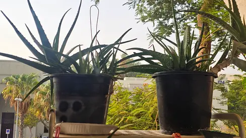 Two healthy Aloe Vera plants in black nursery pots — ready for pickup