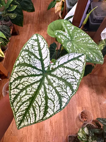 Caladium plant for sale aed65/-