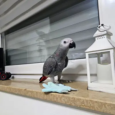 Talking African Grey Parrots