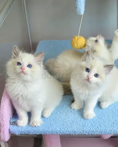Ragdoll kittens Available
