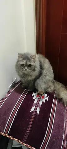 Pets
