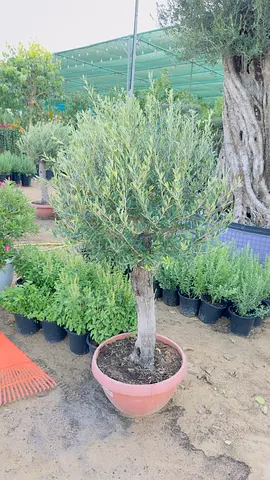 Potted Olive Tree (Small Bonsai-style) — Mature Trunk, Ready for Garden or Patio