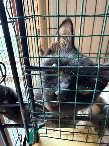 2 months old kittens available for adoption
