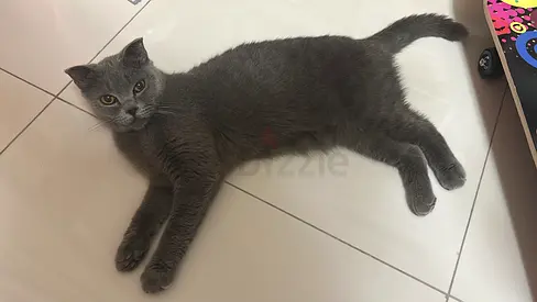 British shorthair Cat for Adoption