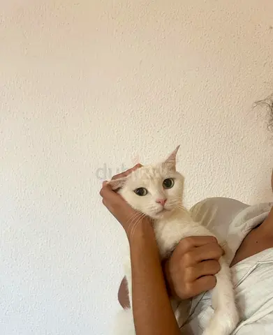 Female scottish fold 7 months