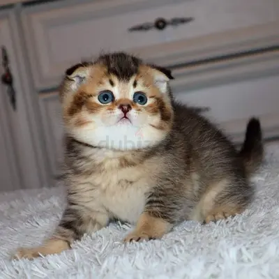 Scottish Fold Kittens