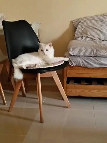 Persian cat for adoption 3year