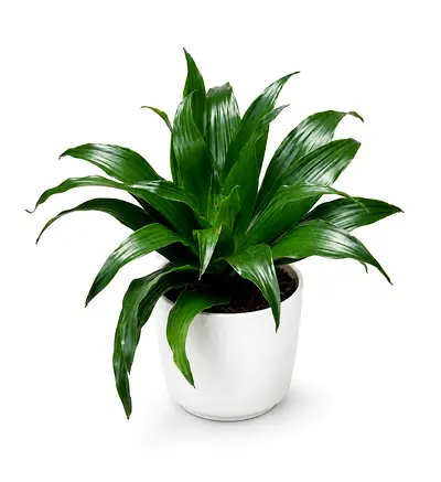 Viva Verda Dracaena Green Jewel Indoor Plant in Ceremic Pot UAE | Premium Holland Imported Plant