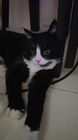 Beautiful male cat 2 years old for free adoption