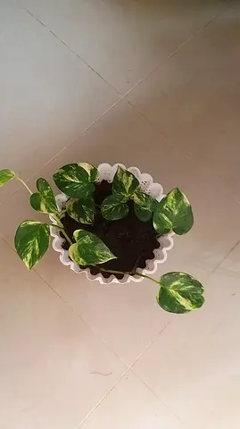 Healthy money plant in white pot