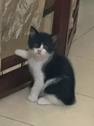 Kitten for free adoption