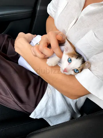 Friendly blue-eyed kitten looking for a new home