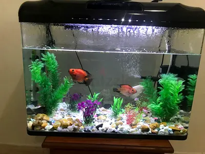 Complete 40L Aquarium Tank with LED Light -and accessories Ready to Move