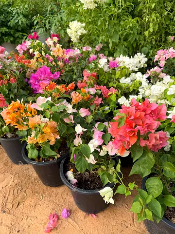 Bougainvillea Multicolor