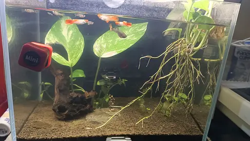 Small Glass Aquarium with Live Guppies ,Plants , filter , fish food , aqua scaping tools