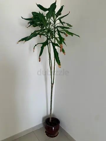 Large indoor palm - 2m + pot - AED200