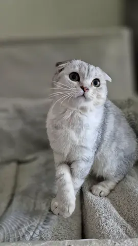 Beautiful Scottish Fold Kitten🐾
