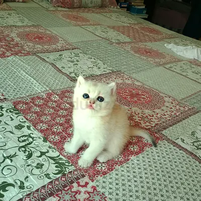 Pure pedigree Russian country British shorthair female kitten