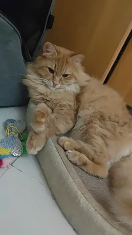 Male Ginger