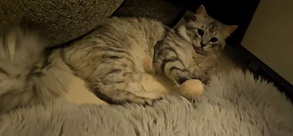 قط ذكر للتبني Adorable male cat up for adoption